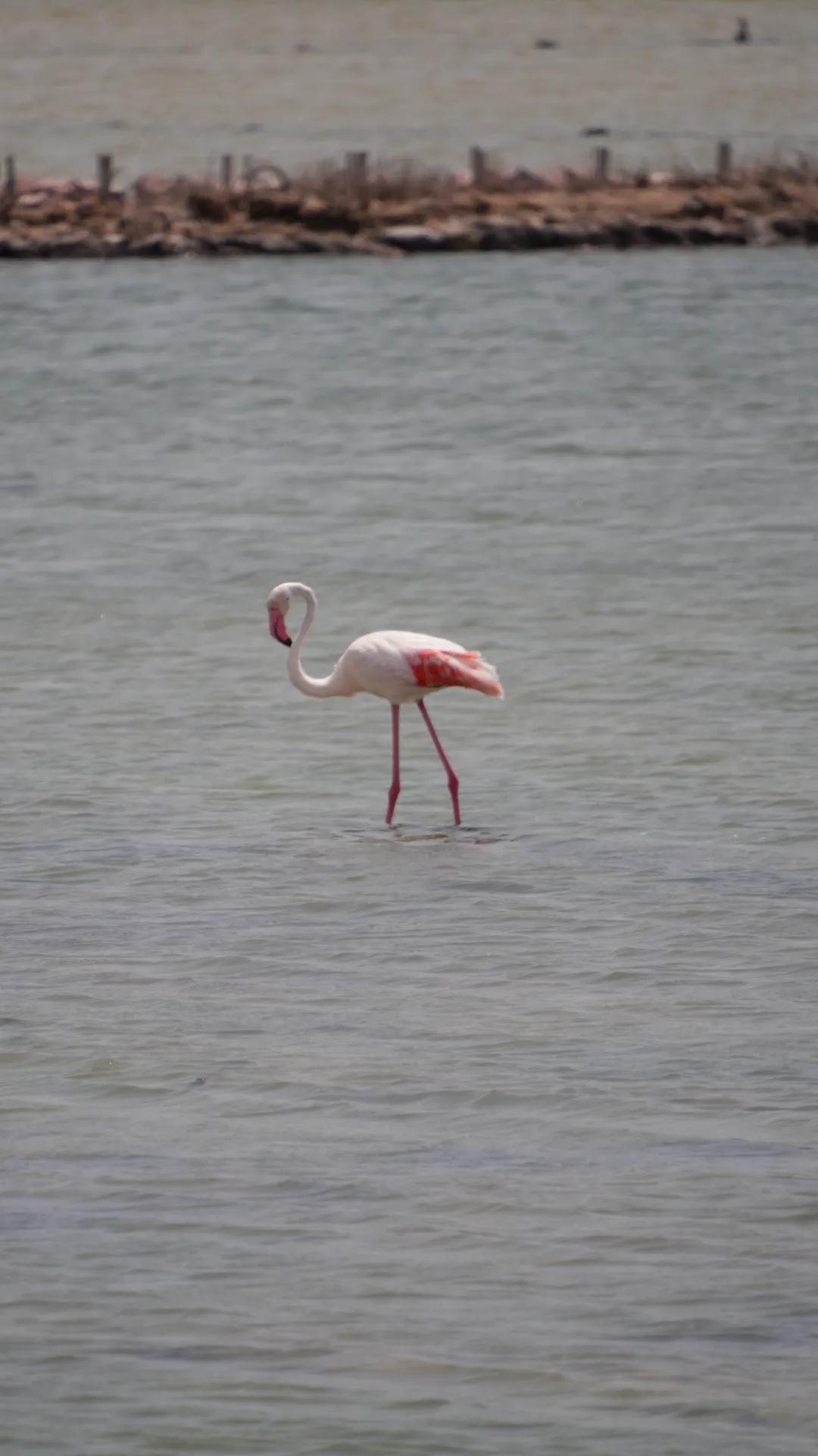 Ein Flamingo watet durch die Salzlagune