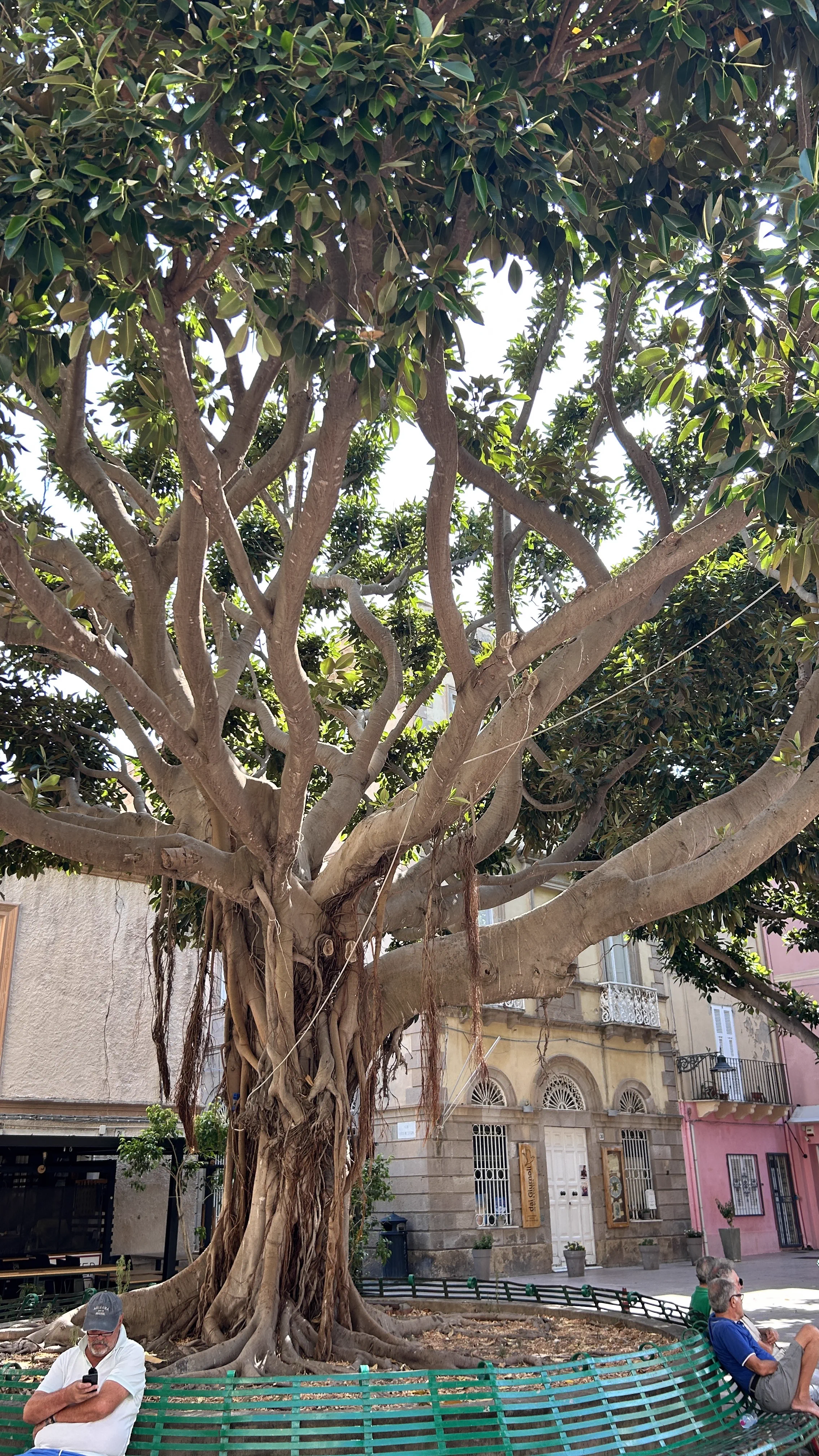 Großer Ficus-Baum am Platz im Ortskern, Menschen sitzen darunter
