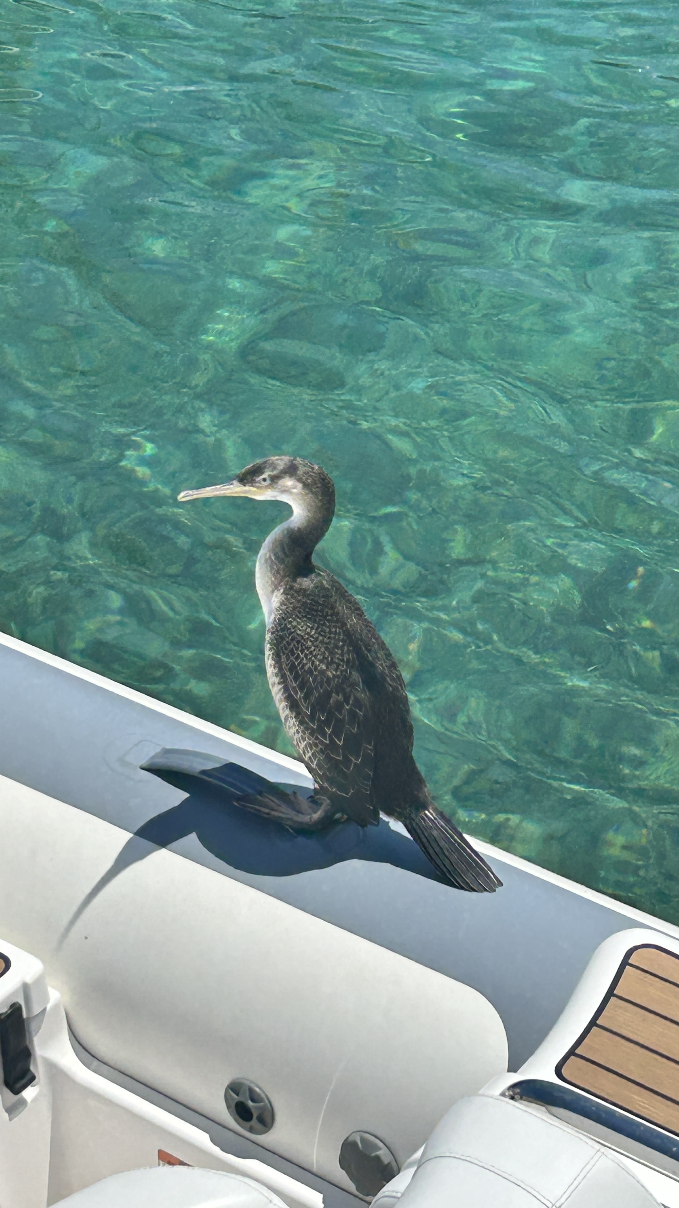 Ein Kormoran leistet uns Gesellschaft