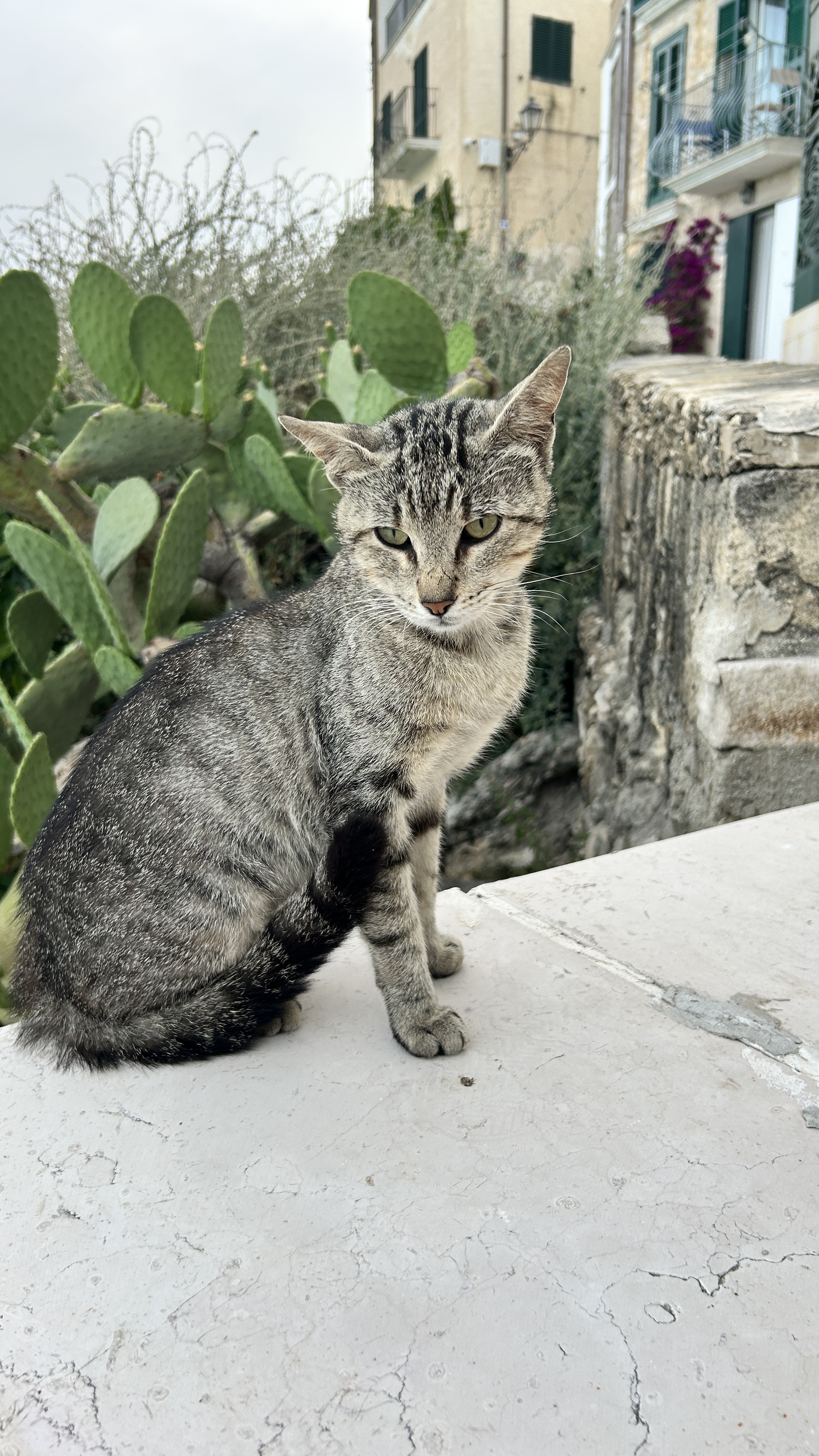 Eine schnurrende Katze auf der Stadtmauer