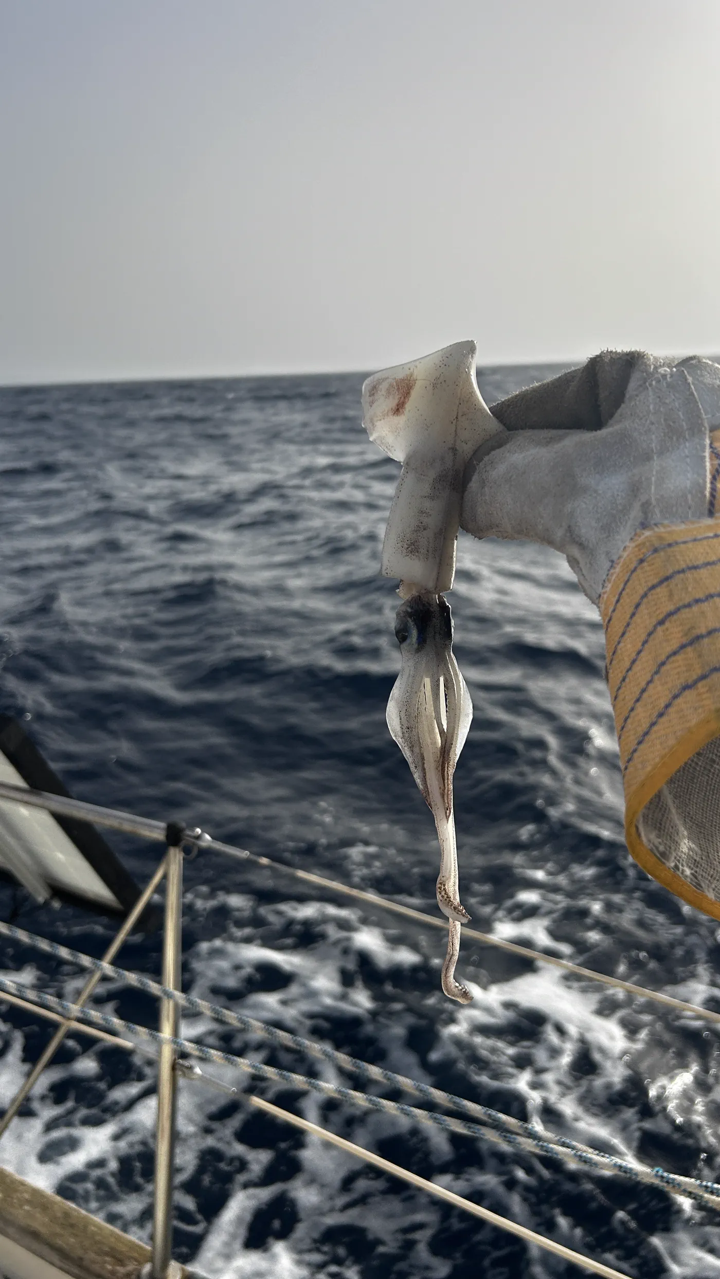 Die Angelleine läuft hinter dem Schiff durchs Wasser