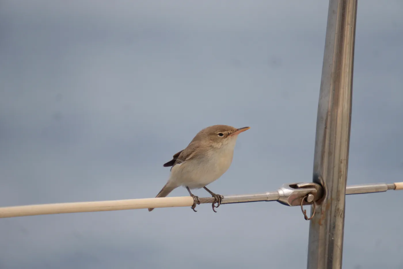 Ein kleiner Vogel sitzt auf der Spiere
