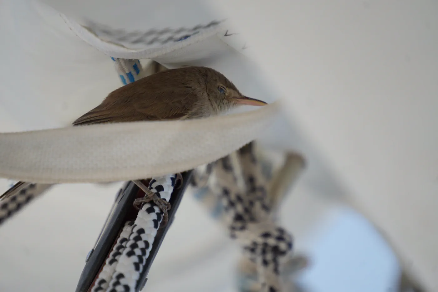 Derselbe Vogel hat sich unter dem Sonnensegel eingerichtet