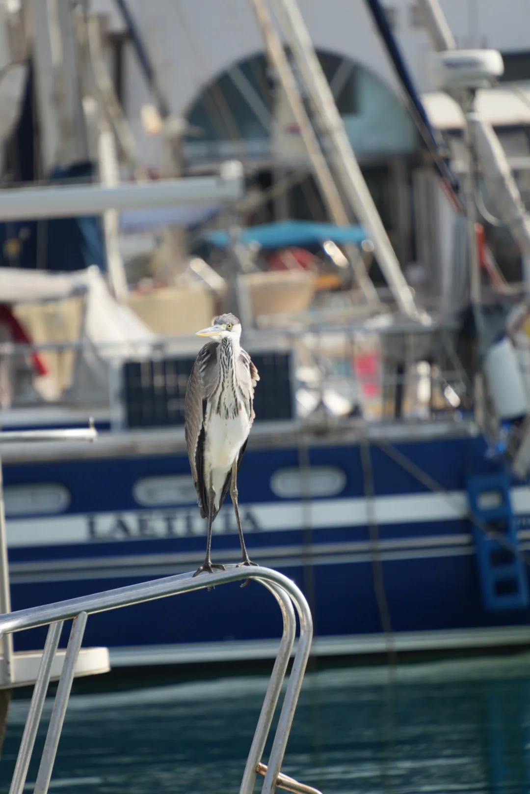 Ein Reiher als Besuch an Bord