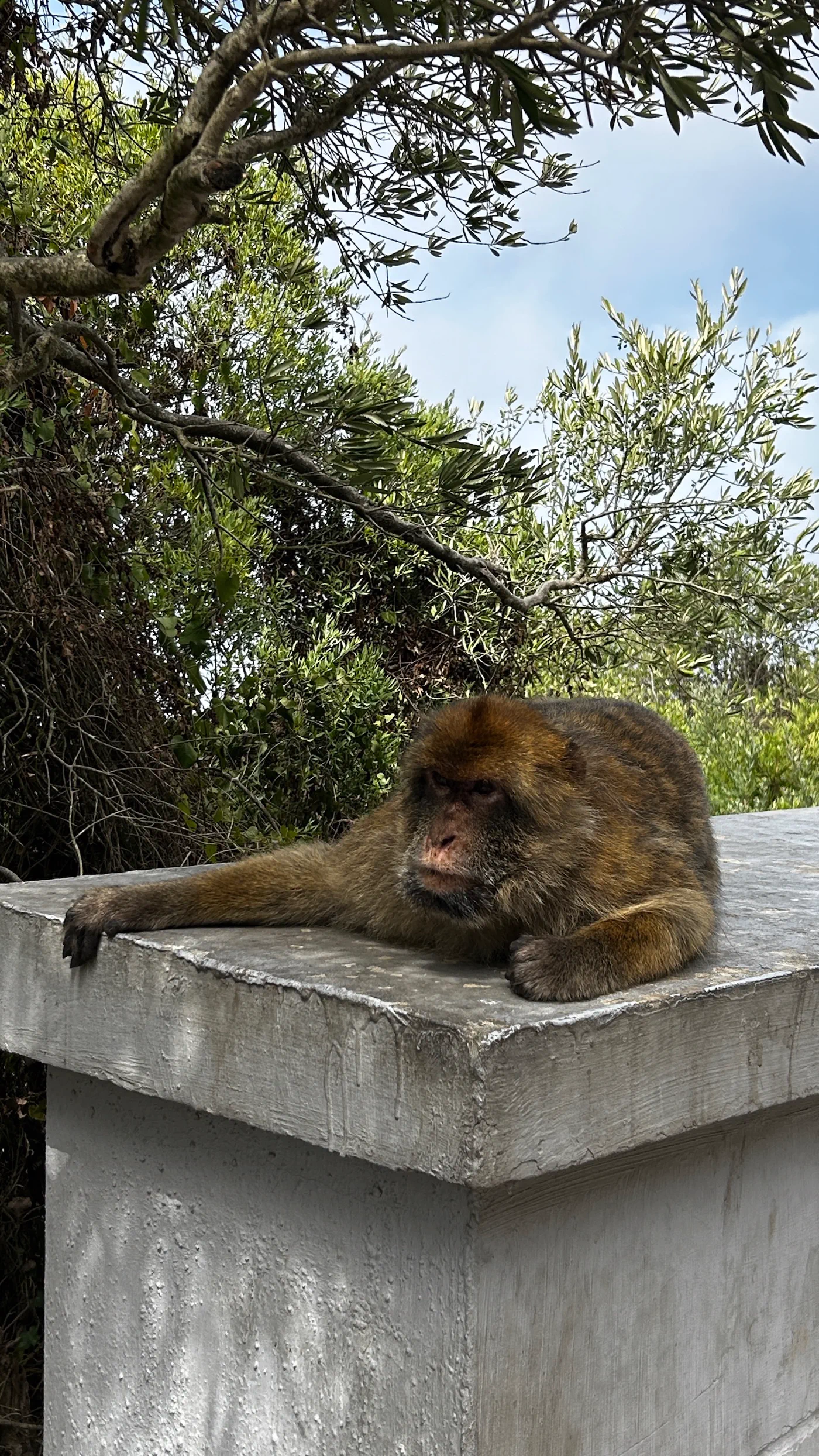 Ein Affe döst auf der Mauer