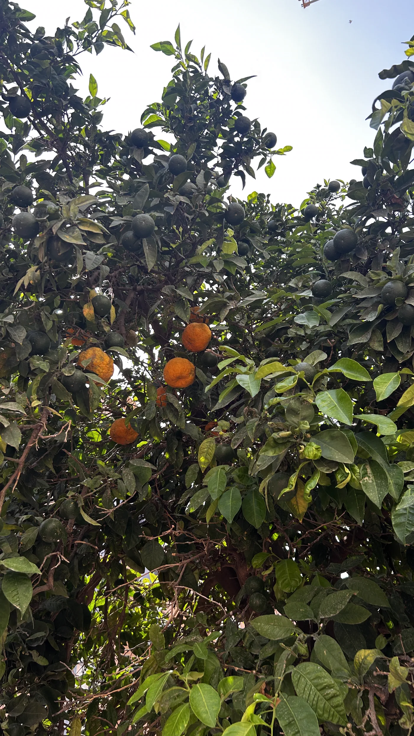 Orangenbaum mit reifen Früchten